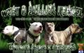 American Pit Bull