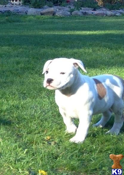 Puppies in RI