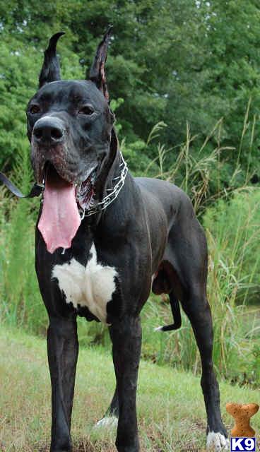 Stud Dogs - Great Dane