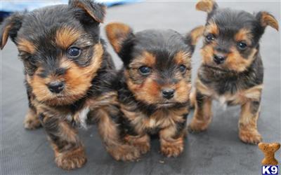 Puppies in OK