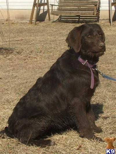 Dogs for Sale in WV