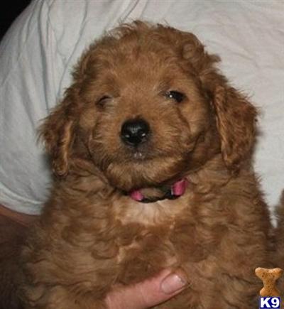 Puppies in WV