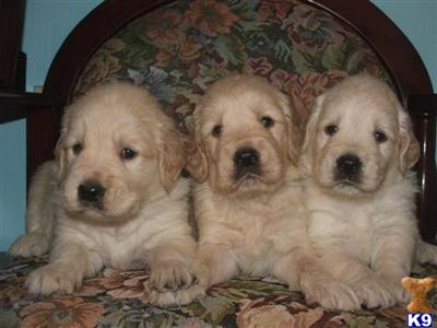 Puppies in WV