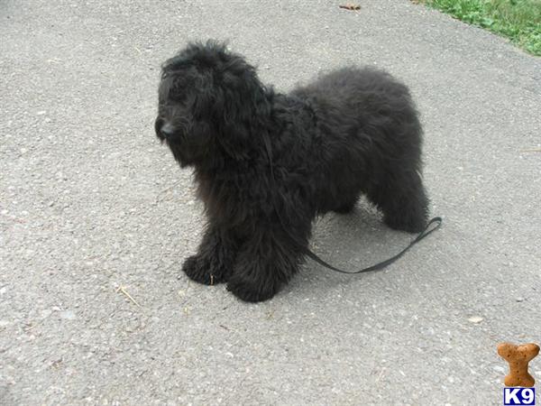 Dogs - Labradoodle