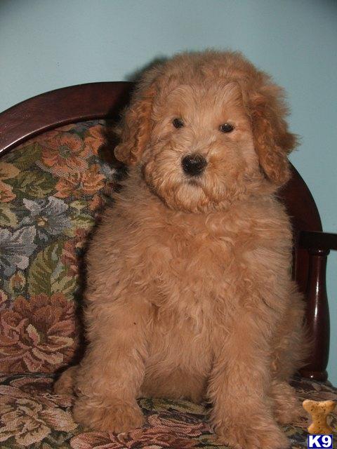 Goldendoodles Puppies in WV