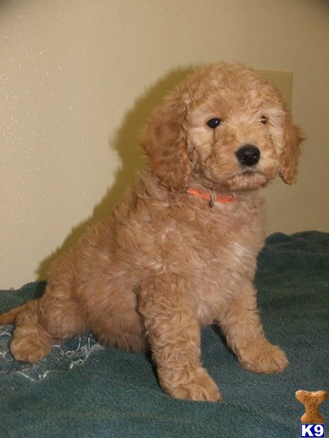 Goldendoodles Puppies in WV