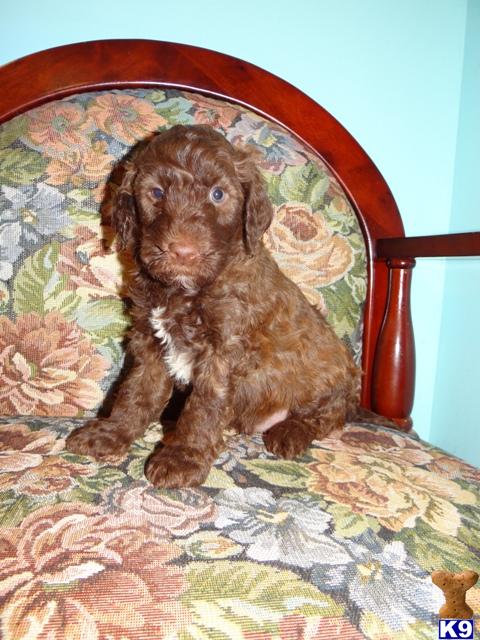 Labradoodle Puppies