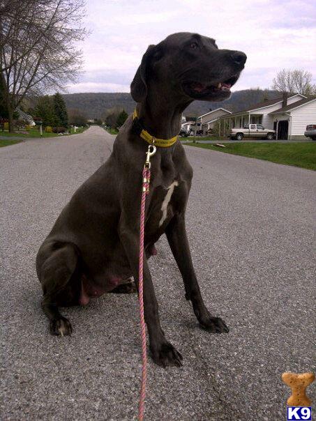 great dane puppies for sale in ma great dane puppies for sale in massachusetts great dane puppies for sale in ma great dane puppies for sale in massachusetts