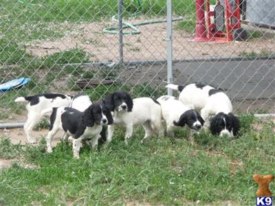 English Springer Spaniel Puppies for Sale