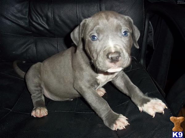 American Pit Bull Puppies in VA