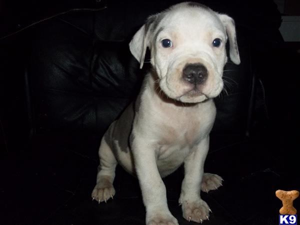 American Pit Bull Puppies in VA