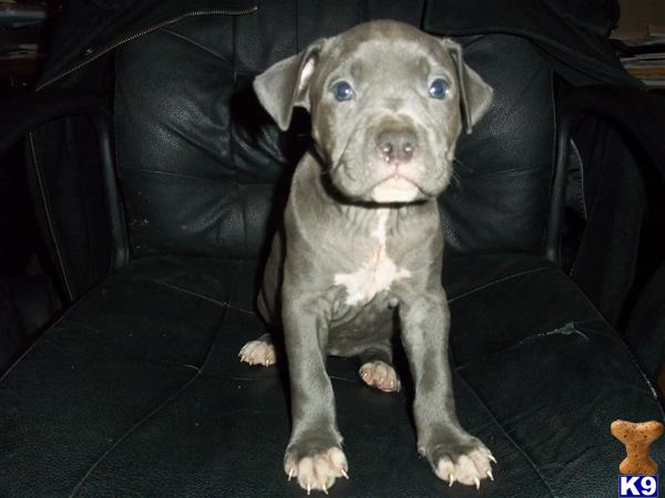 American Pit Bull Puppies in VA