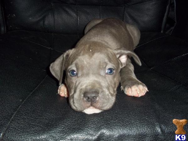 American Pit Bull Puppies in VA