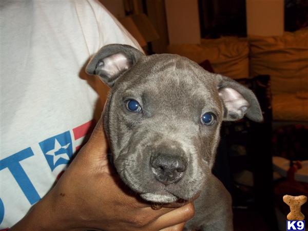 American Pit Bull Puppies in VA