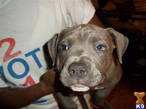 American Pit Bull Puppies in VA
