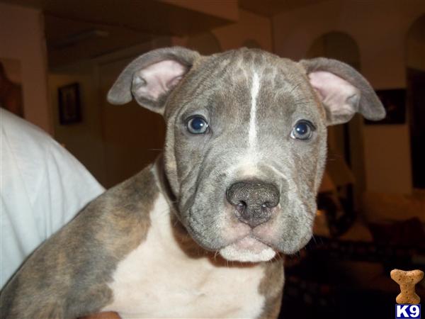 American Pit Bull Puppies in VA