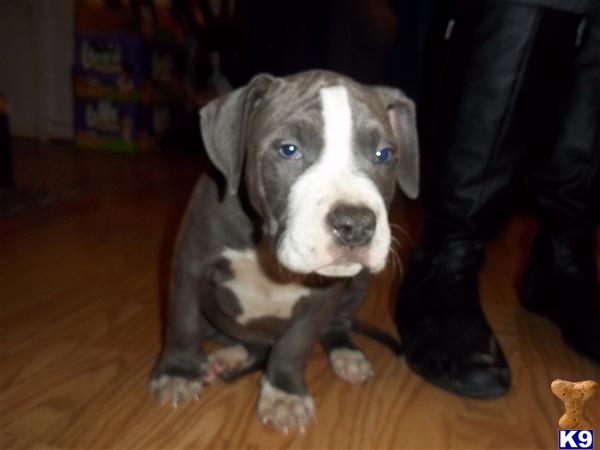 American Pit Bull Puppies in VA
