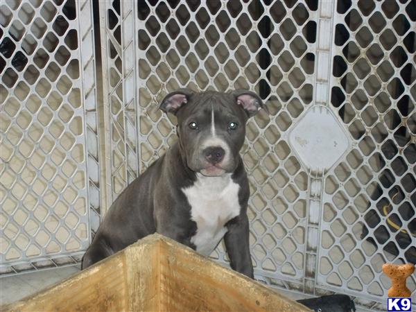 American Pit Bull Puppies in VA