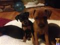 Miniature Pinscher