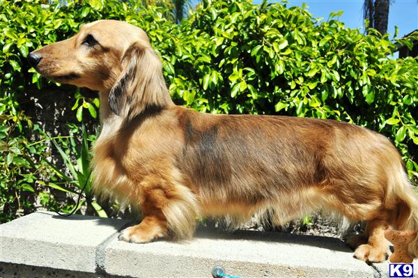 Stud Dogs - Dachshund