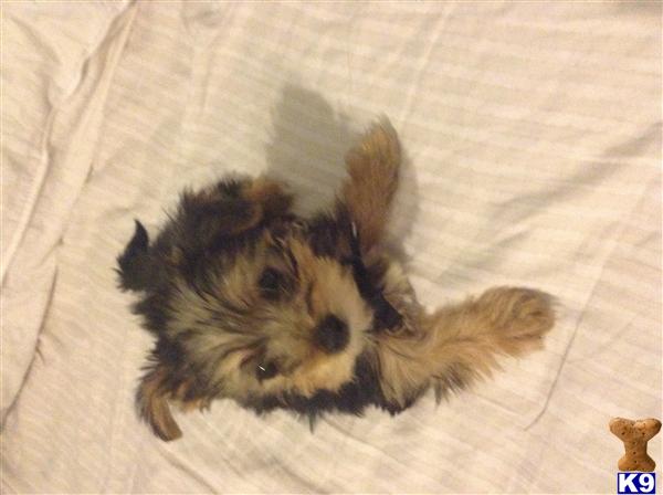 yorkie mix puppies for sale in nc yorkie puppies carolina for sale carolina cheap breeds picture yorkie mix puppies for sale in nc yorkie puppies carolina for sale carolina cheap breeds picture