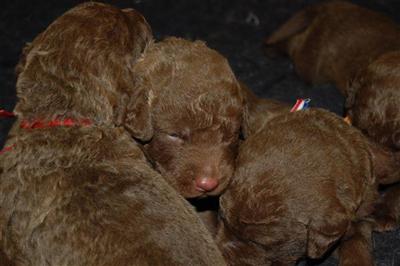 Chesapeake Bay Retriever Puppies for Sale