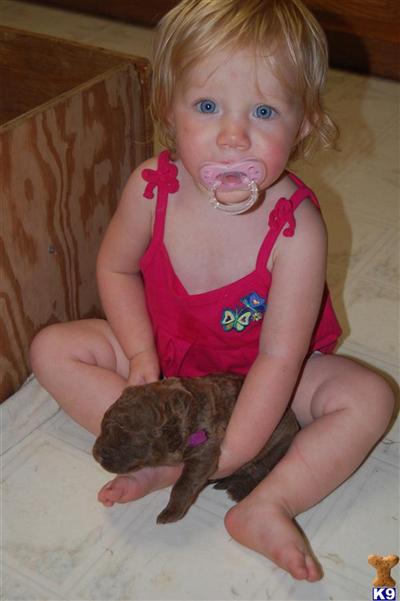 Chesapeake Bay Retriever Puppies for Sale