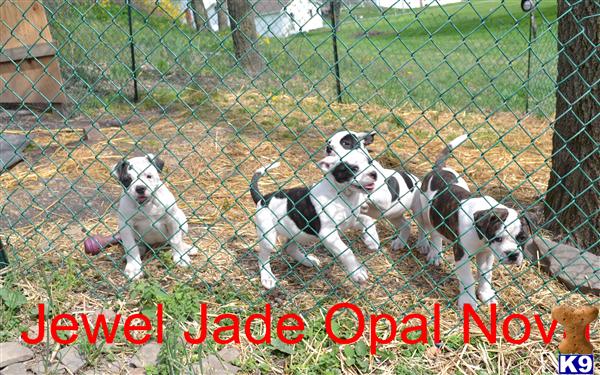 American Bulldog Puppies in PA