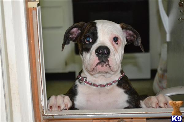 American Bulldog Puppies in PA