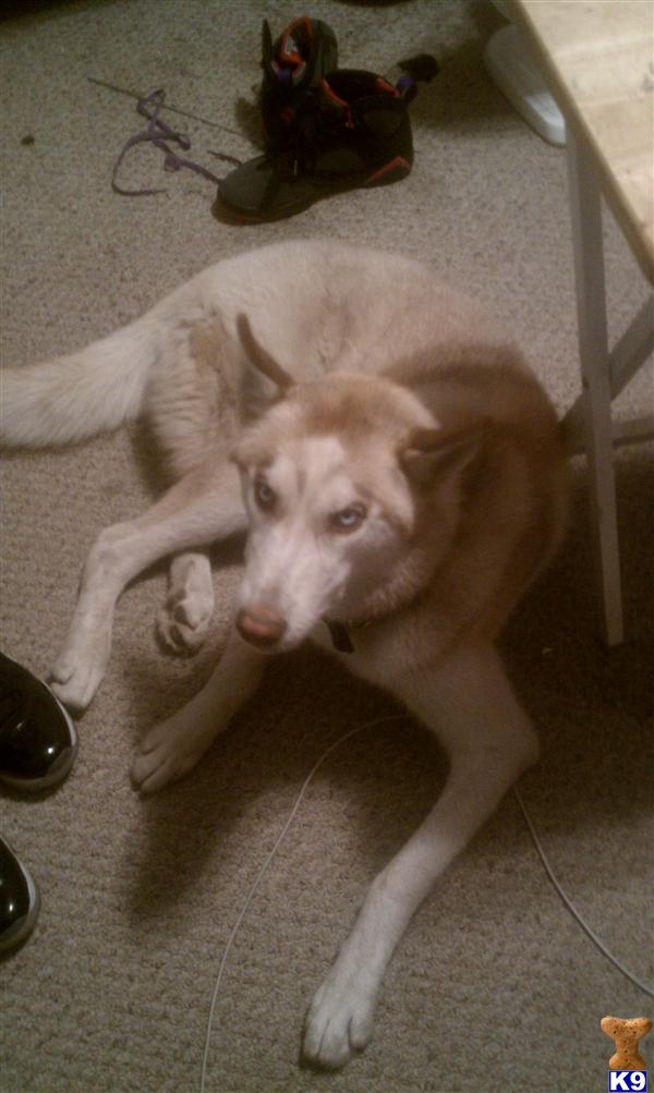 Dogs - Siberian Husky