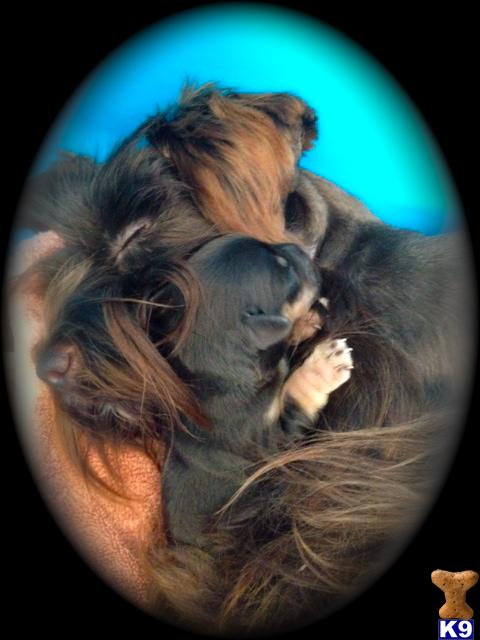 puppies for sale in houma la document moved puppies for sale in houma la document moved