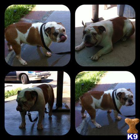 Stud Dogs - English Bulldog