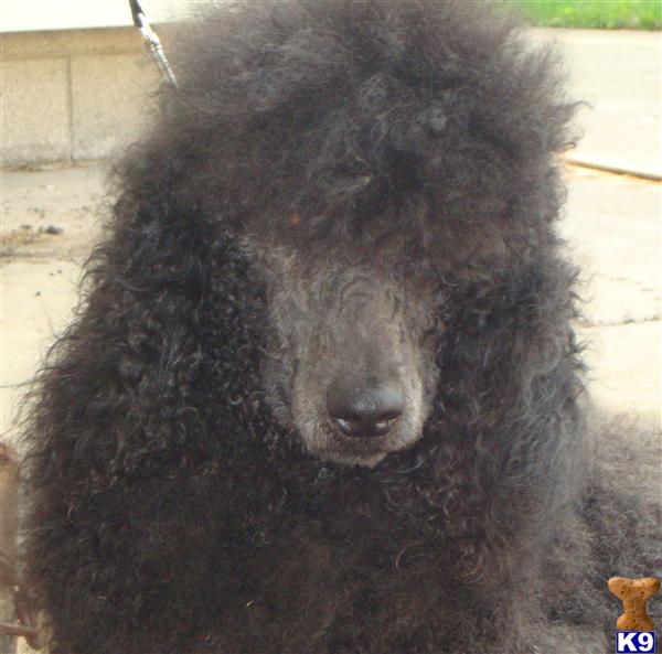 Stud Dogs - Poodle