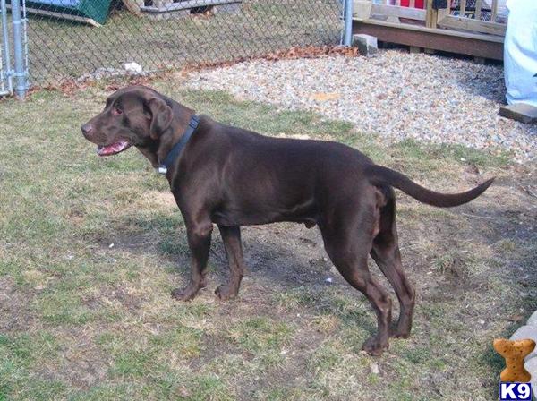 Stud Dogs in MA