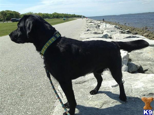 Stud Dogs - Labrador Retriever