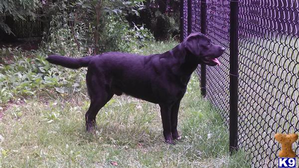Stud Dogs - Labrador Retriever