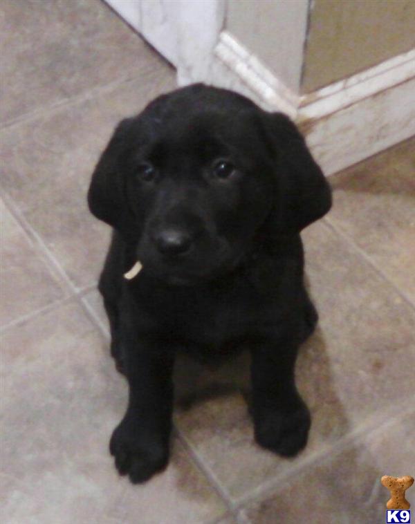 puppies for sale in ma 300 lab puppies for sale in ma ebay puppies for sale in ma 300 lab puppies for sale in ma ebay