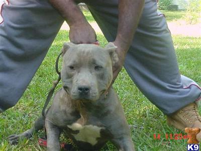 Stud Dogs in GA