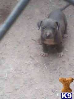 Puppies in Griffin