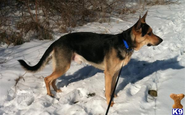 Stud Dogs - German Shepherd