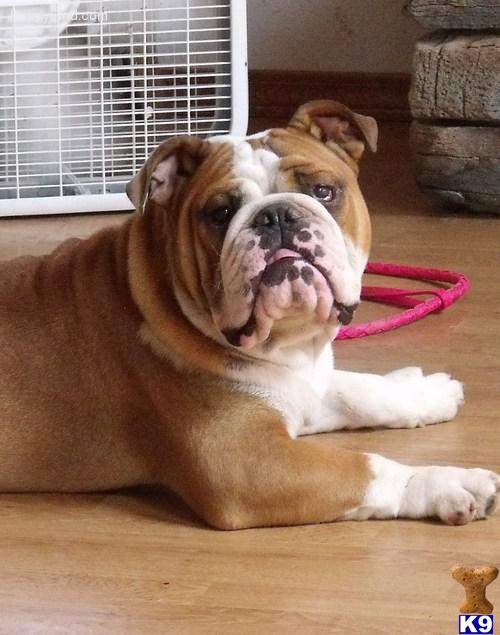 Stud Dogs - English Bulldog