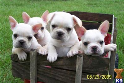 French Bulldog Puppies for Sale
