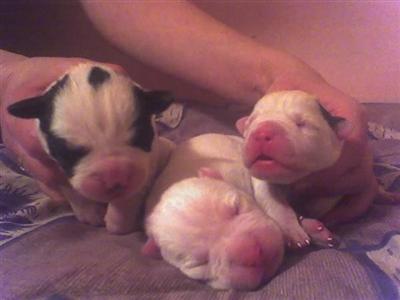 American Bulldog Puppies in PA