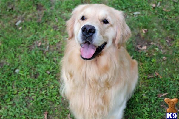 Stud Dogs - Golden Retriever