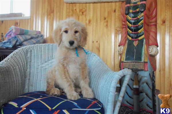 goldendoodle rescue. Goldendoodles Puppies