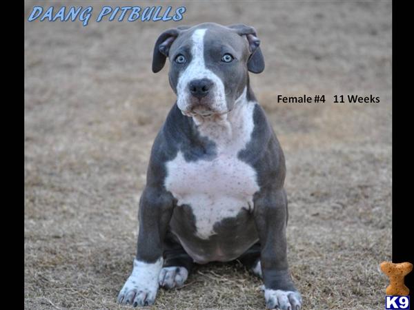 American Pit Bull Puppies in TX