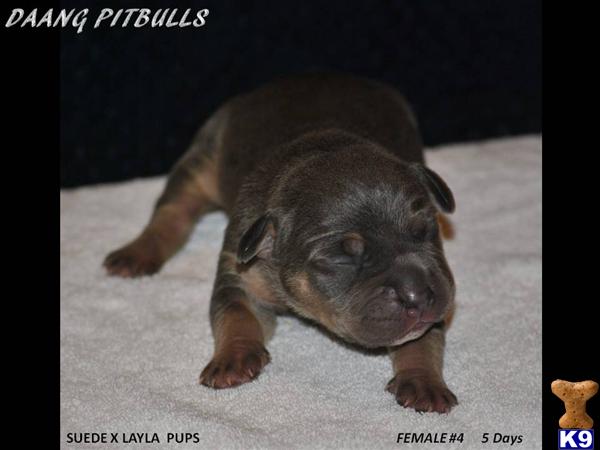 Puppies in TX