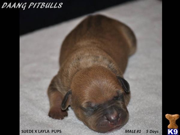 Puppies in TX