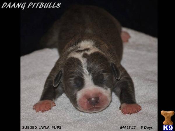 Puppies in TX