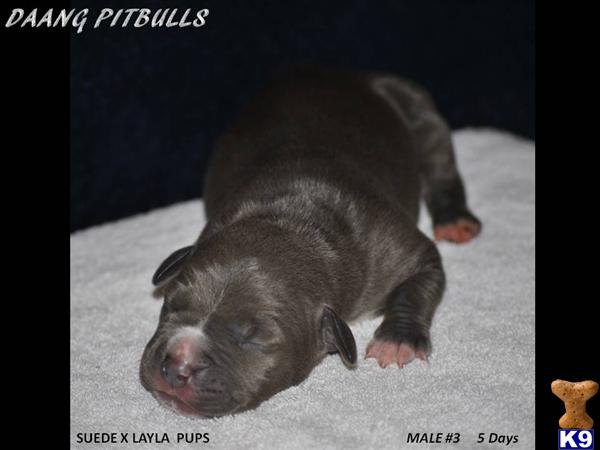 Puppies in TX